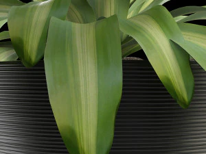 pianta in vaso di fiori pianta esotica Modello 3D