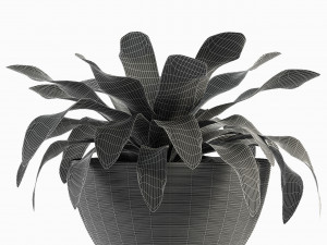plant in pot flowerpot exotic plant 3D Model