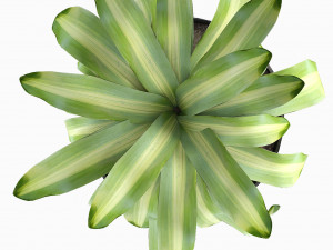 plant in pot flowerpot exotic plant 3D Model