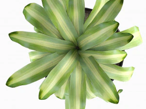 pianta in vaso di fiori pianta esotica Modello 3D