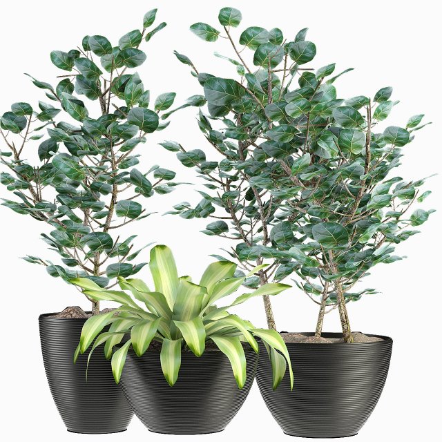 collections plants 04 Model 3D .c4d .max .obj .3ds .fbx .stl .blend 