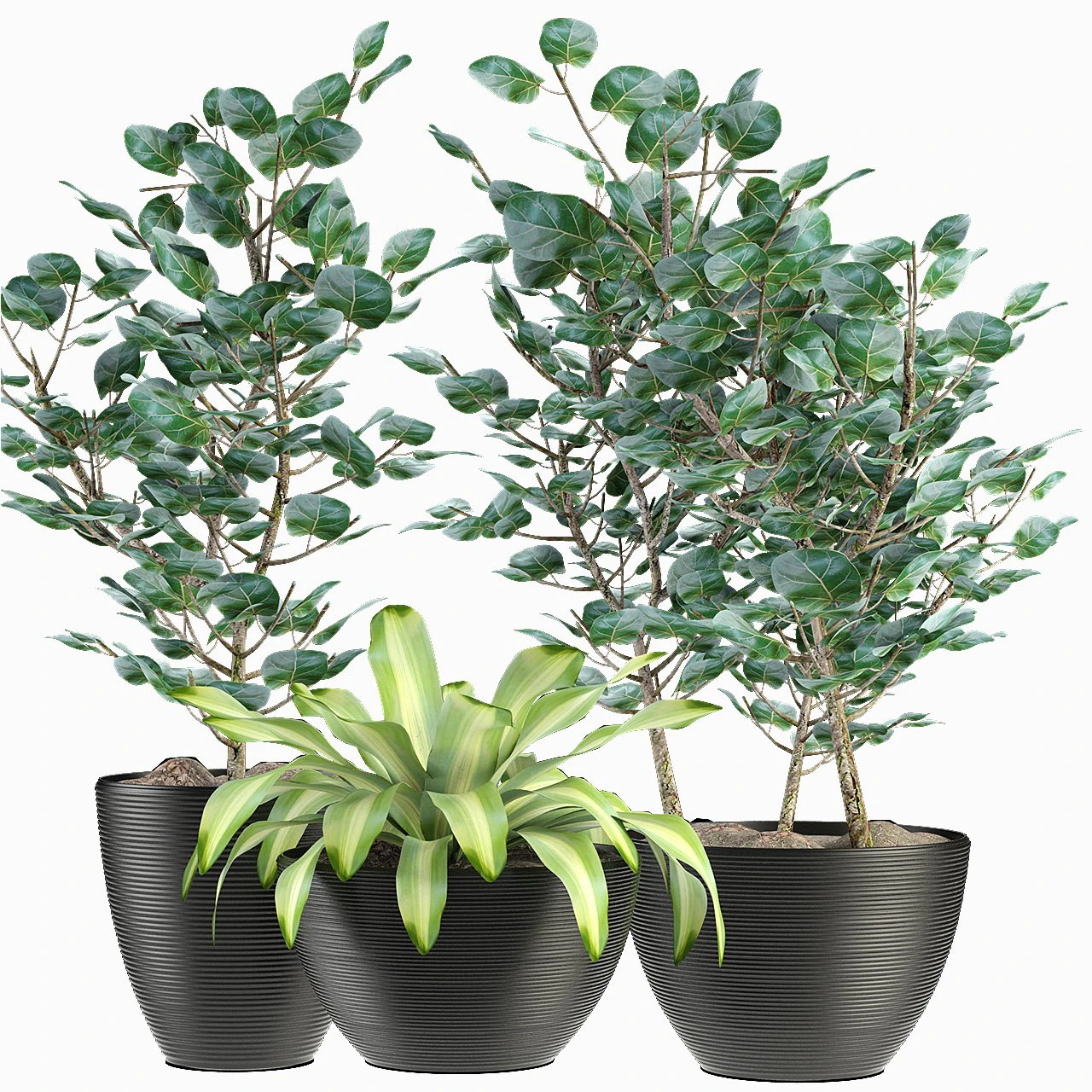 collections plants 04 3D Model .c4d .max .obj .3ds .fbx .stl .blend 