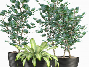 collections plants 04 Modelo 3D