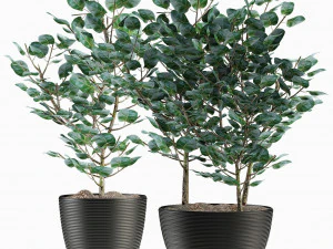 collections plants 04 3D Model