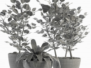 collections plants 04 Model 3D