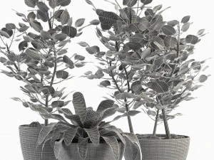 collections plants 04 3D Model