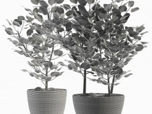 collections plants 04 3D Model
