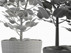 collections plants 04 3D Model