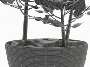 collections plants 04 3D Model