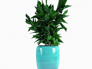 collections plants 07 3D Model