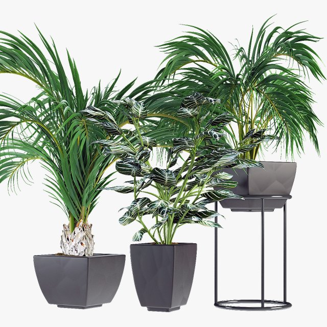 collections plants 08 Modèle 3D .c4d .max .obj .3ds .fbx .stl .blend 