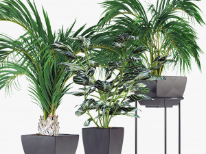 collections plants 08 Modelo 3D