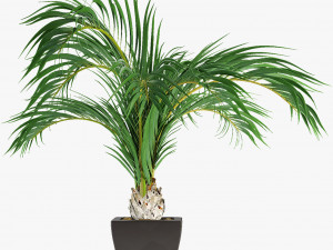 collections plants 08 Modèle 3D
