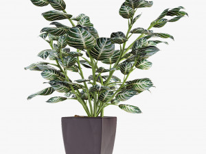 collections plants 08 Modèle 3D