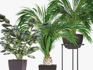 collections plants 08 Modèle 3D