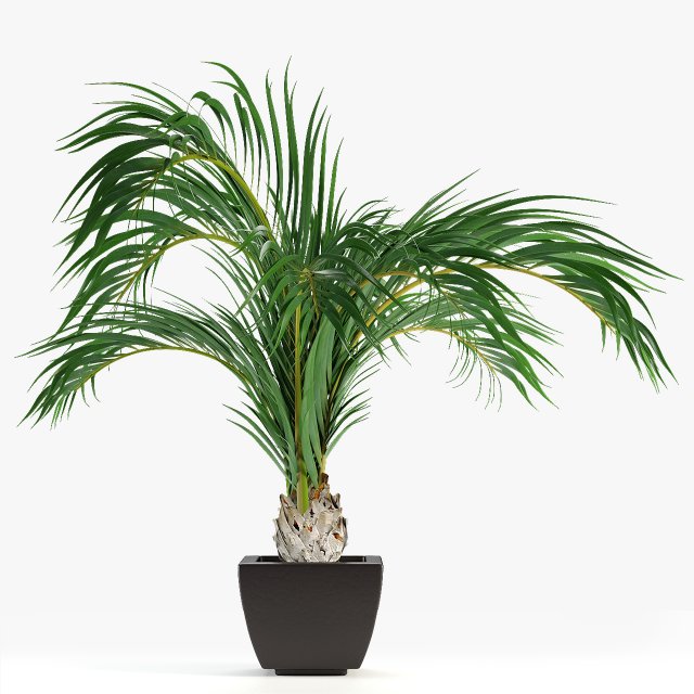 realistic palm garden 3D 模型 .c4d .max .obj .3ds .fbx .stl .blend 