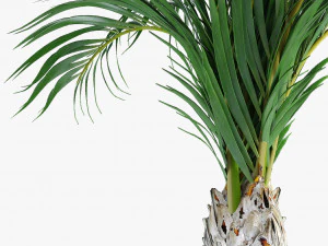 realistic palm garden 3D Model