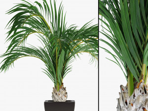 realistic palm garden 3D 模型