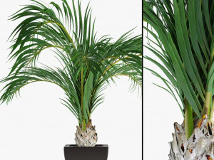 realistic palm garden 3D Model