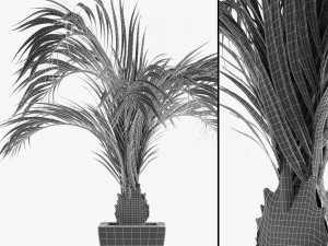 realistic palm garden 3D 模型