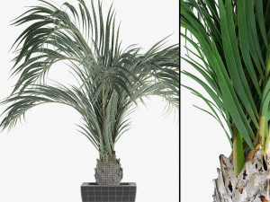 realistic palm garden 3D 模型