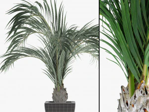 realistic palm garden 3D Model