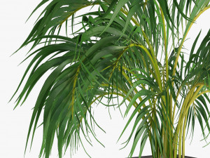 realistic palm garden 3Dモデル