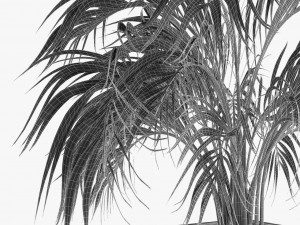realistic palm garden 3Dモデル