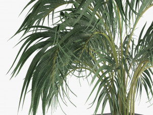 realistic palm garden 3Dモデル