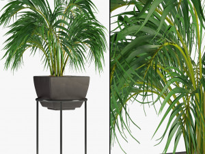 realistic palm garden 3Dモデル