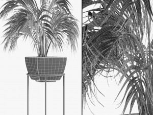 realistic palm garden 3Dモデル