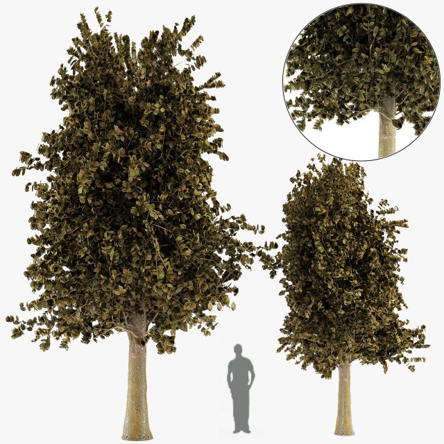 tree maple autum garden 3D Модель .c4d .max .obj .3ds .fbx .stl .blend 