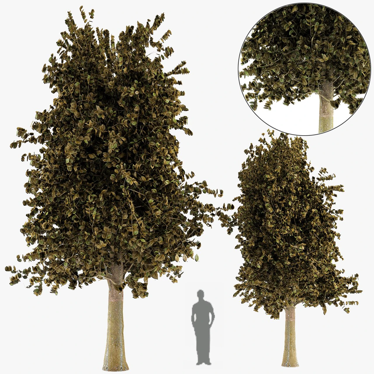 tree maple autum garden 3D Model .c4d .max .obj .3ds .fbx .stl .blend 