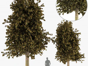 giardino autunnale dell'albero di acero Modello 3D