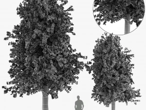 tree maple autum garden 3D Model