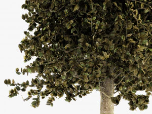 tree maple autum garden 3D Model