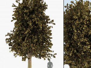 tree maple autum garden 3D Model