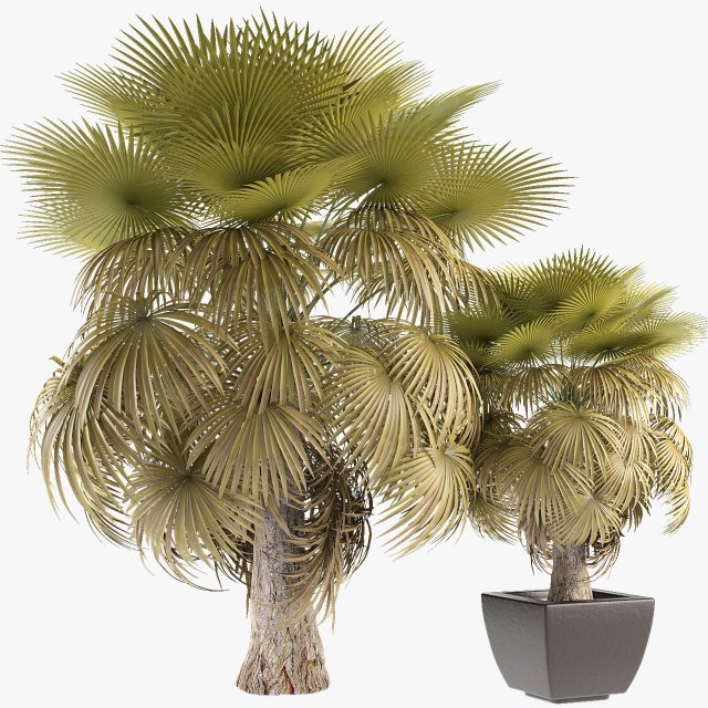 california palm tree garden Model 3D .c4d .max .obj .3ds .fbx .stl .blend 