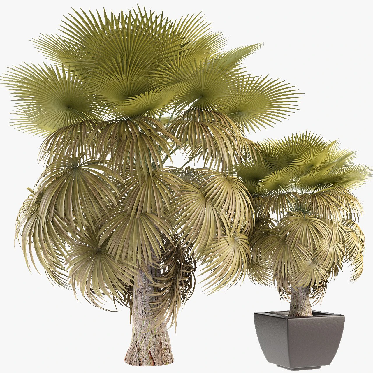 california palm tree garden 3D Model .c4d .max .obj .3ds .fbx .stl .blend 