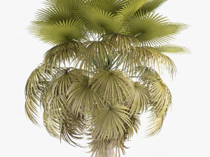 california palm tree garden 3D Model