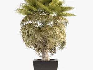 california palm tree garden 3D Model