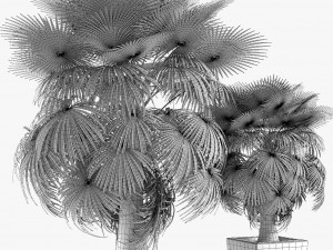 california palm tree garden Model 3D