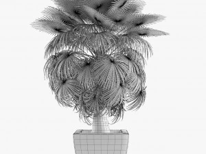 california palm tree garden 3D Model