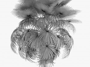 california palm tree garden Model 3D