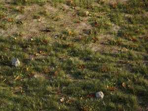 house grass or lawns 3D Model