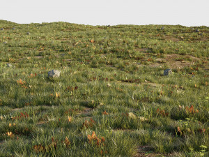 house grass or lawns Modelo 3D