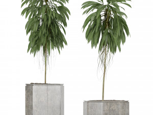plants collection 08 Modèle 3D