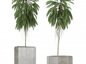 plants collection 08 3D Model