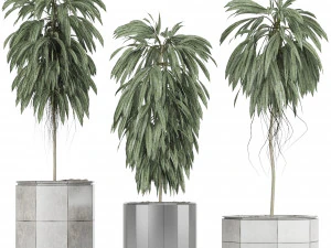 plants collection 08 3D Model
