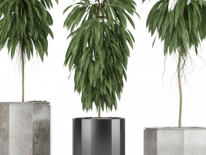 plants collection 08 Modèle 3D